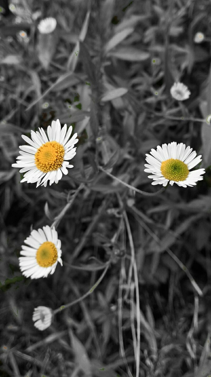 White Flower