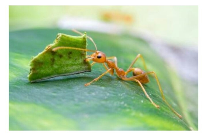 Ant.
