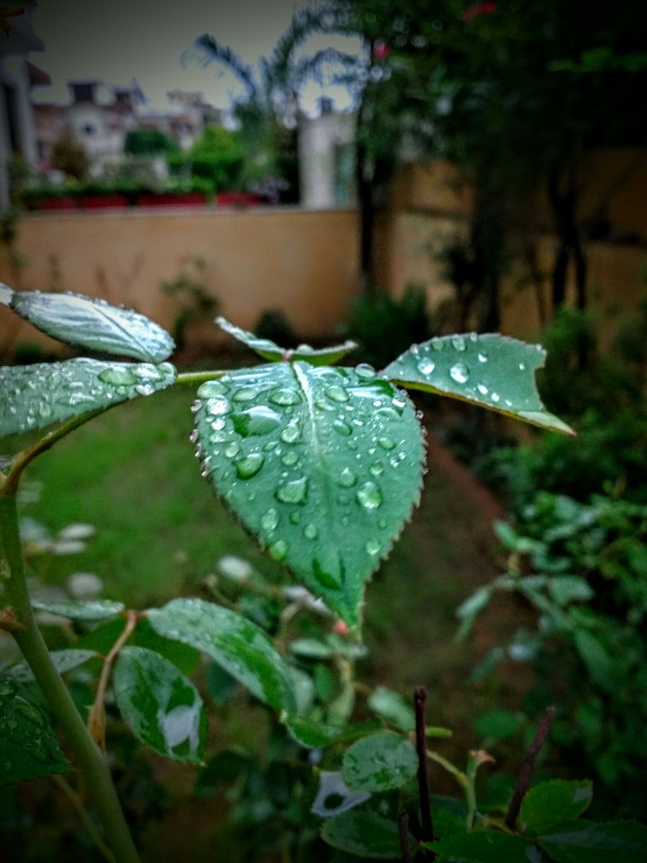 drops