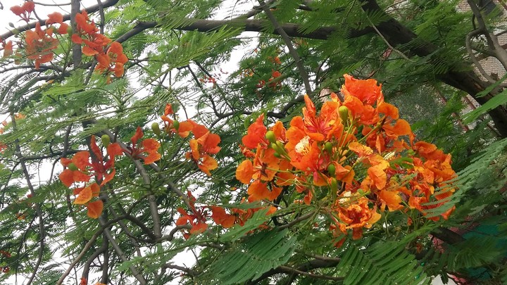 Nature