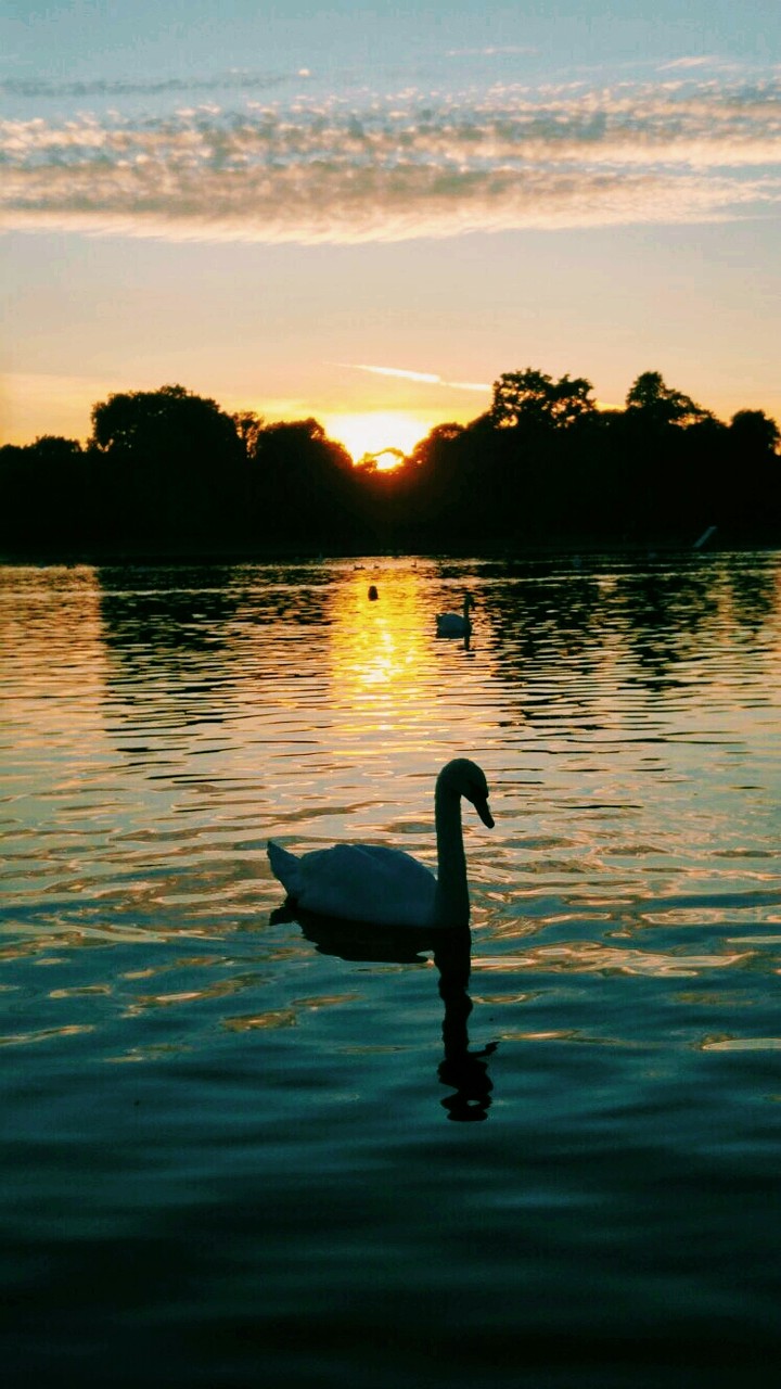 Swan