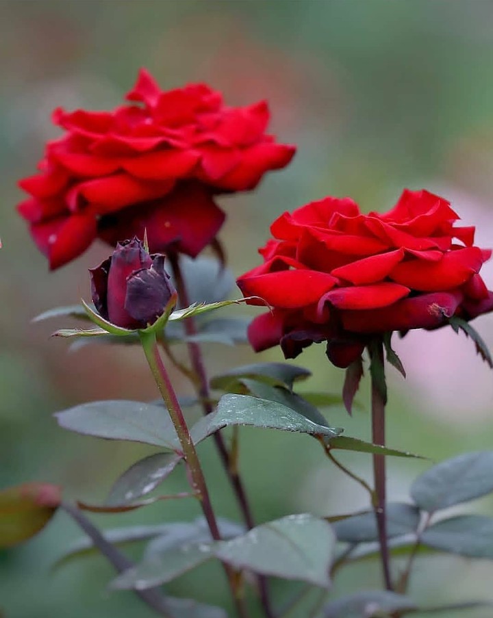 Roses