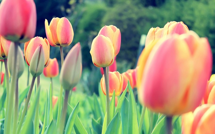 tulipany