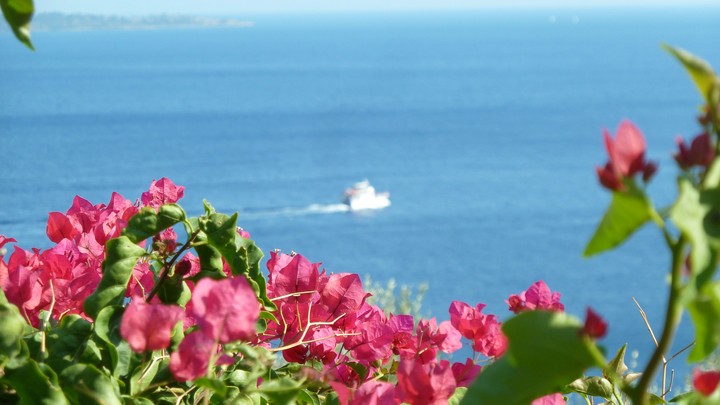 Flowers and sea