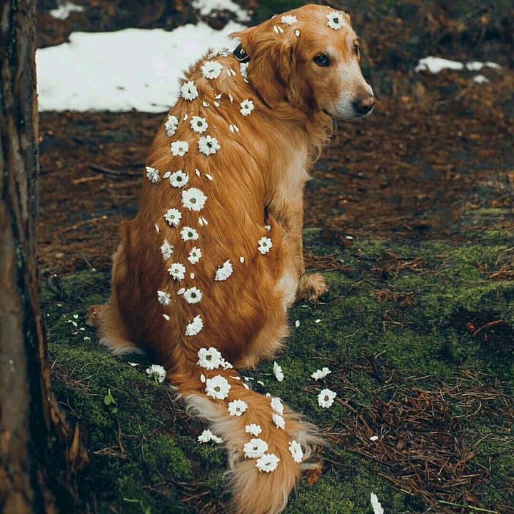 VK Dog