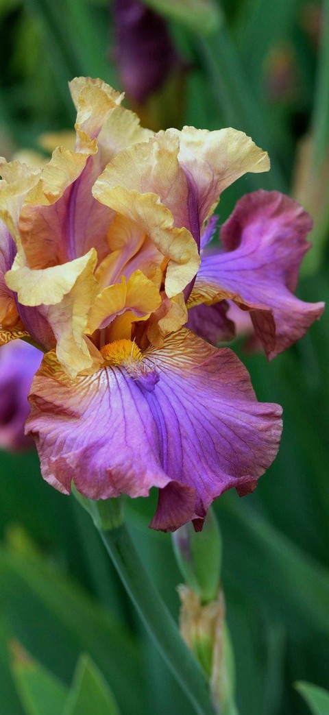 fonds d'écran pink, Yellow