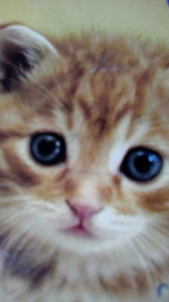 cat pic.....