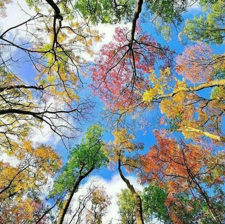 Autumn Trees