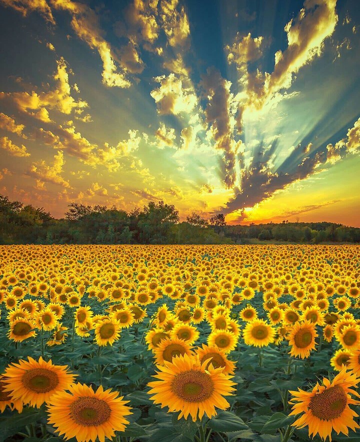 sunflower