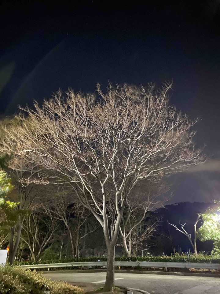 tree