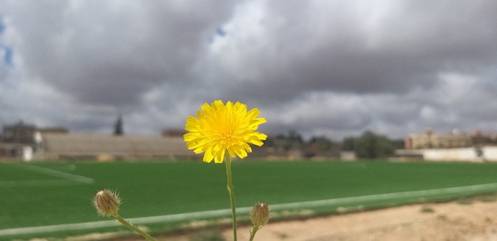 Yellow rose