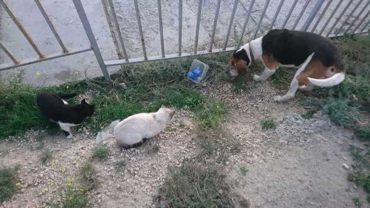 Impudent dog. Moment??