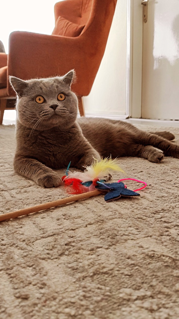 Toy