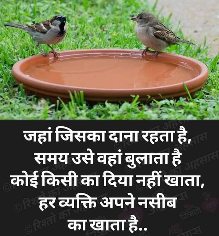very cute birds