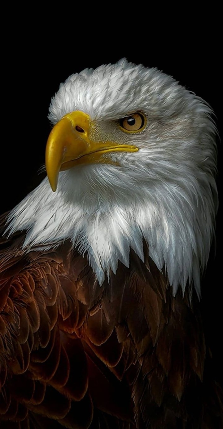 The Eagle