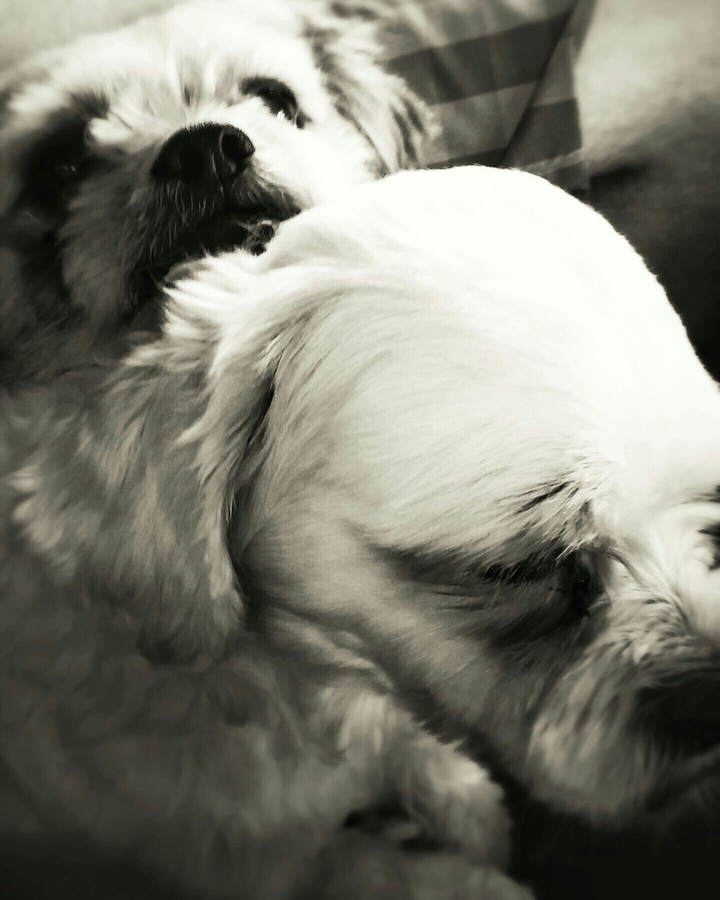 dogs