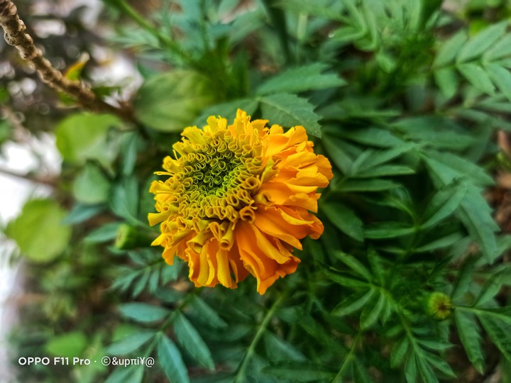 marigold