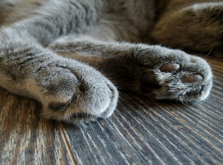 Cats