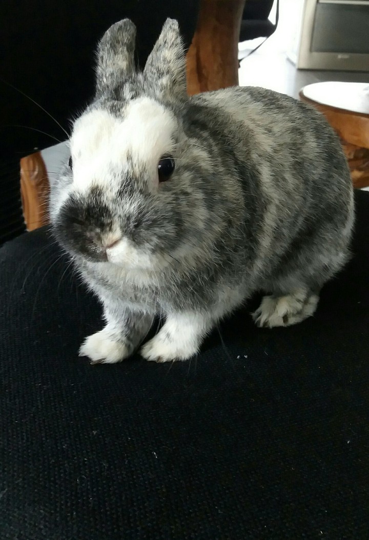 lapin