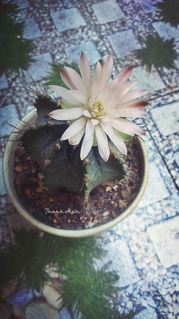 My catus
