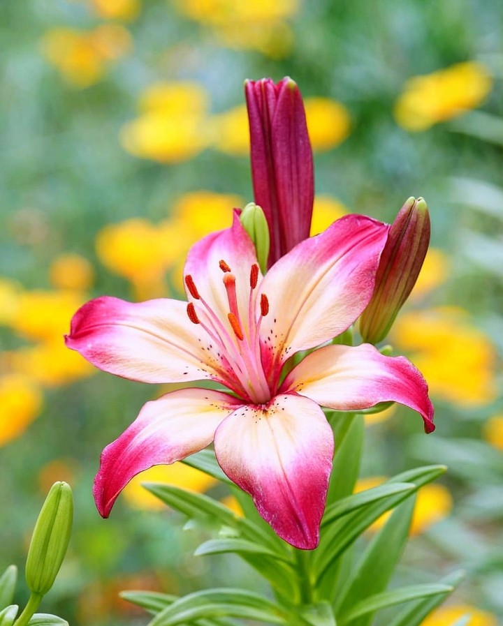 lillium