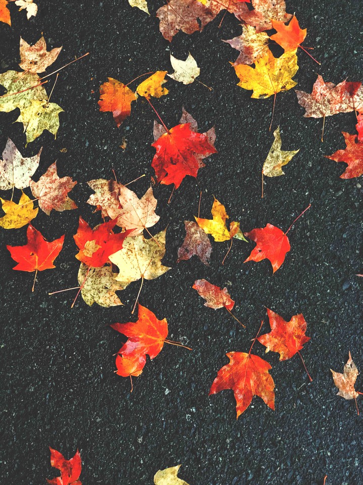 fall color