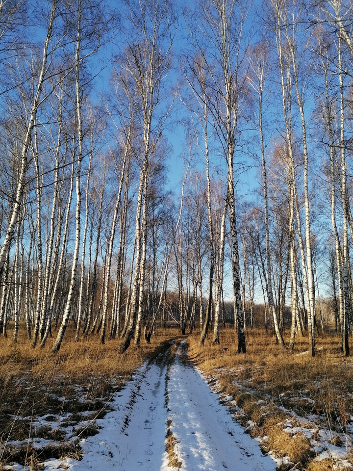 tree