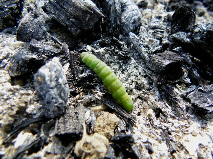 Caterpillar