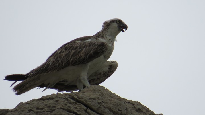 falcon