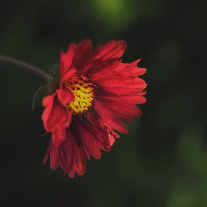 Flaming Red