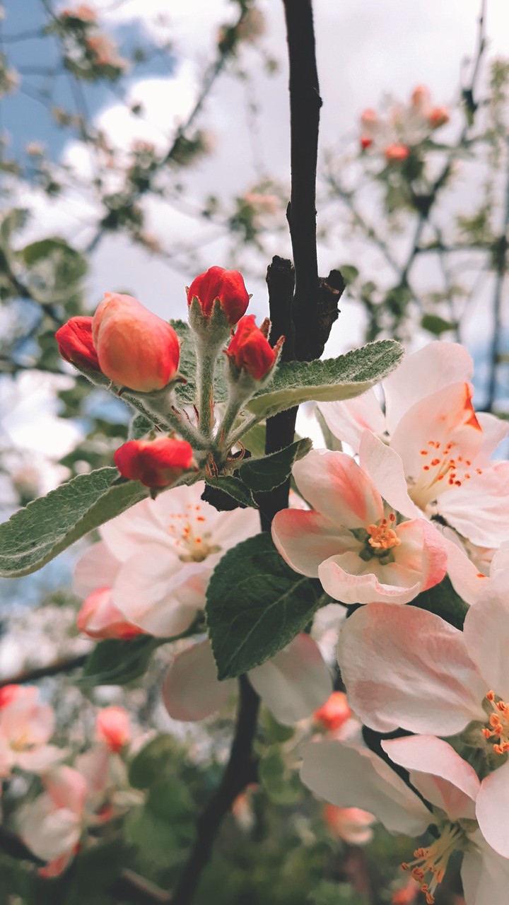 ?bloom?