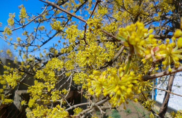 blooming dogwood