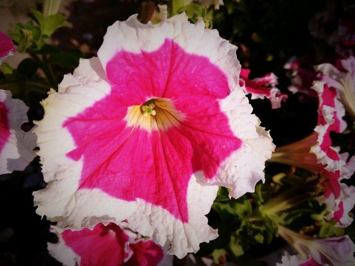 flower