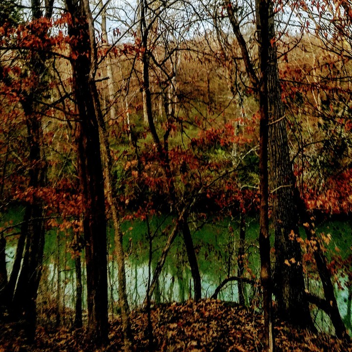 forest