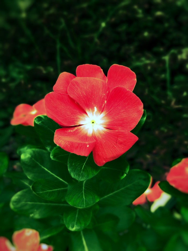 desi phool