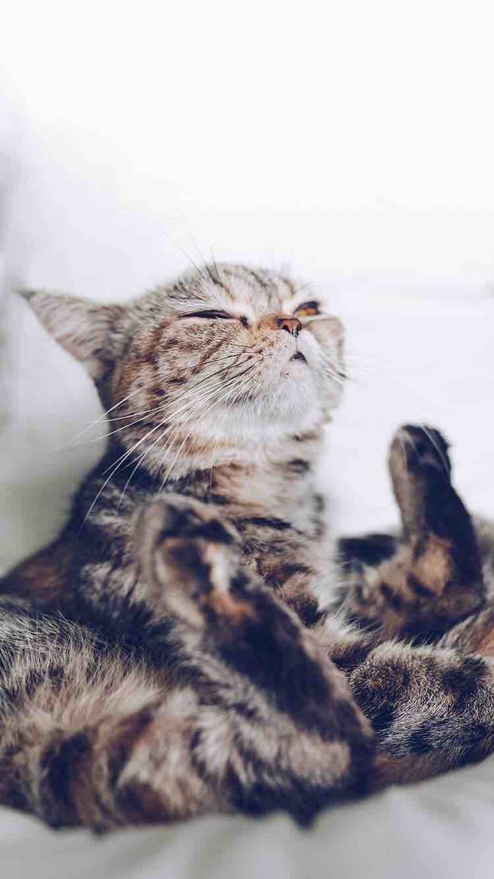 кот