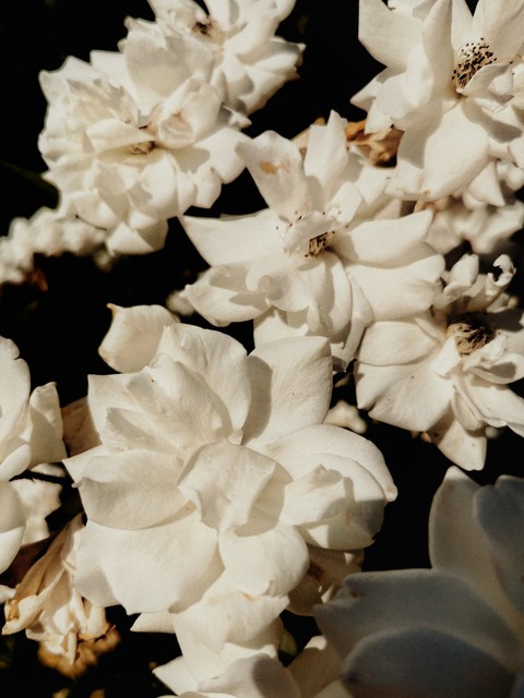 fiori