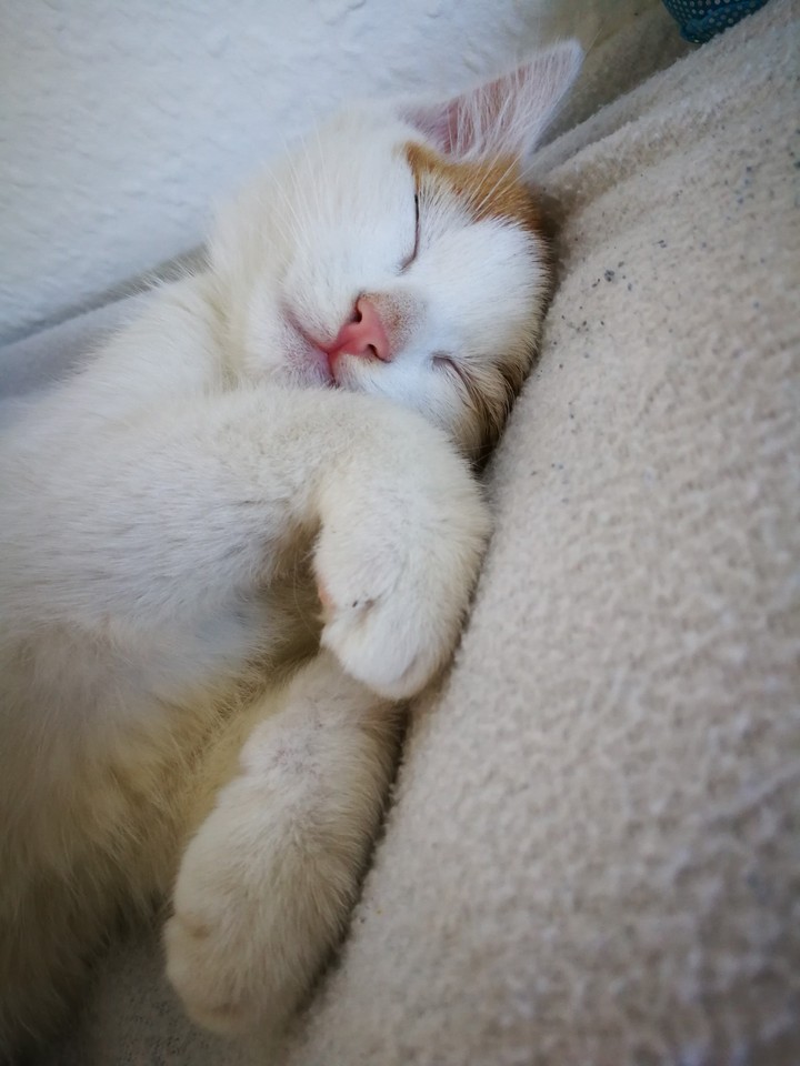 Little Kitty