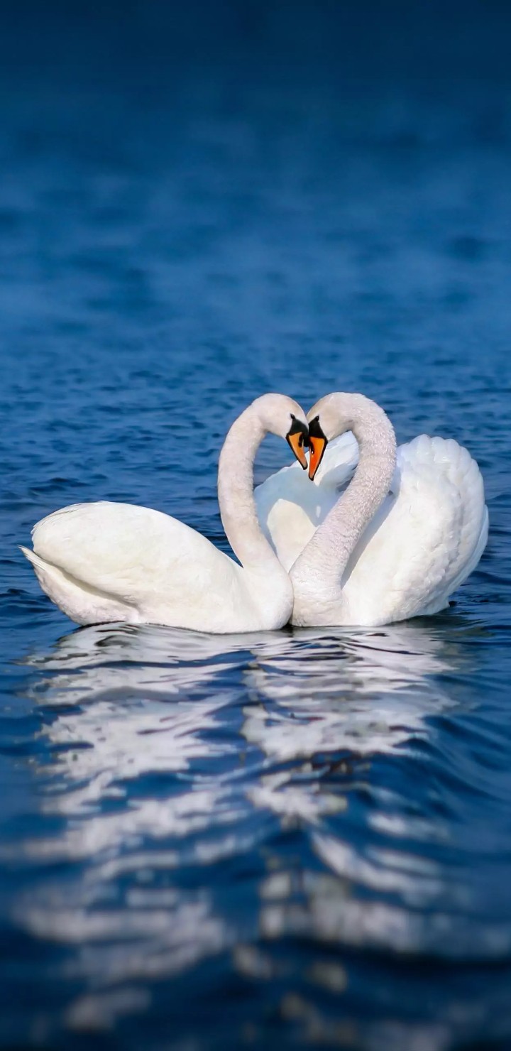 swan