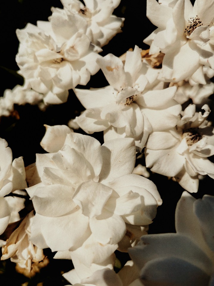 fiori