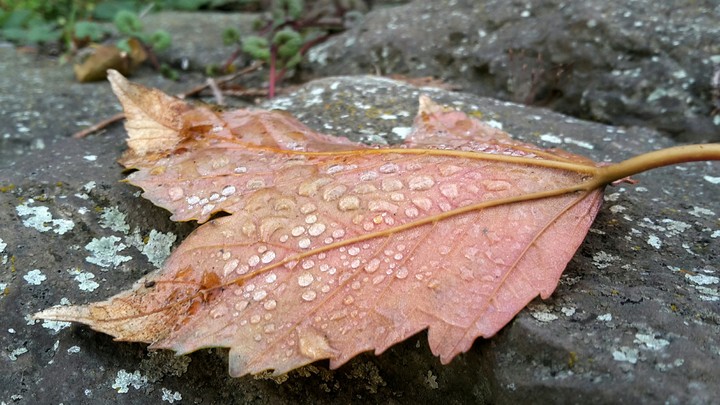 Herbstliches Blatt