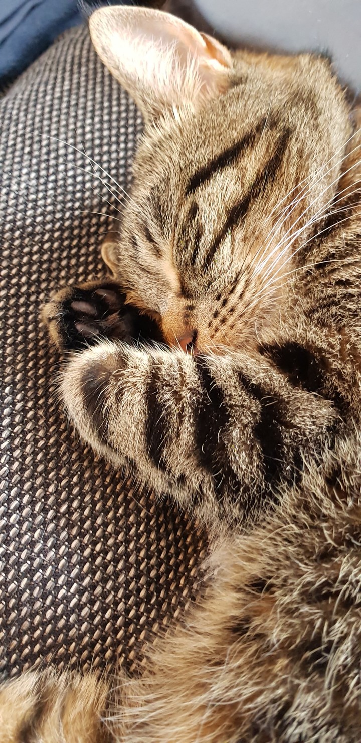sleep cat