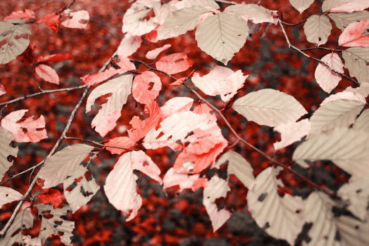 Red and Silver Leafs