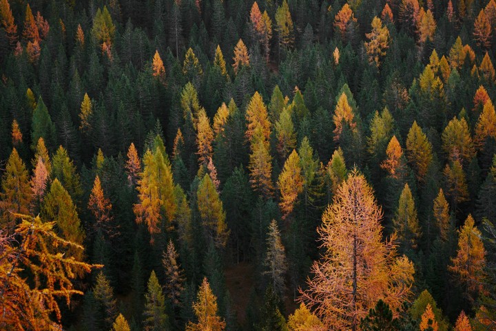 Forest with autumn colors