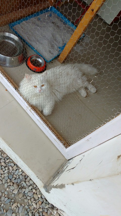 caged sugar!
