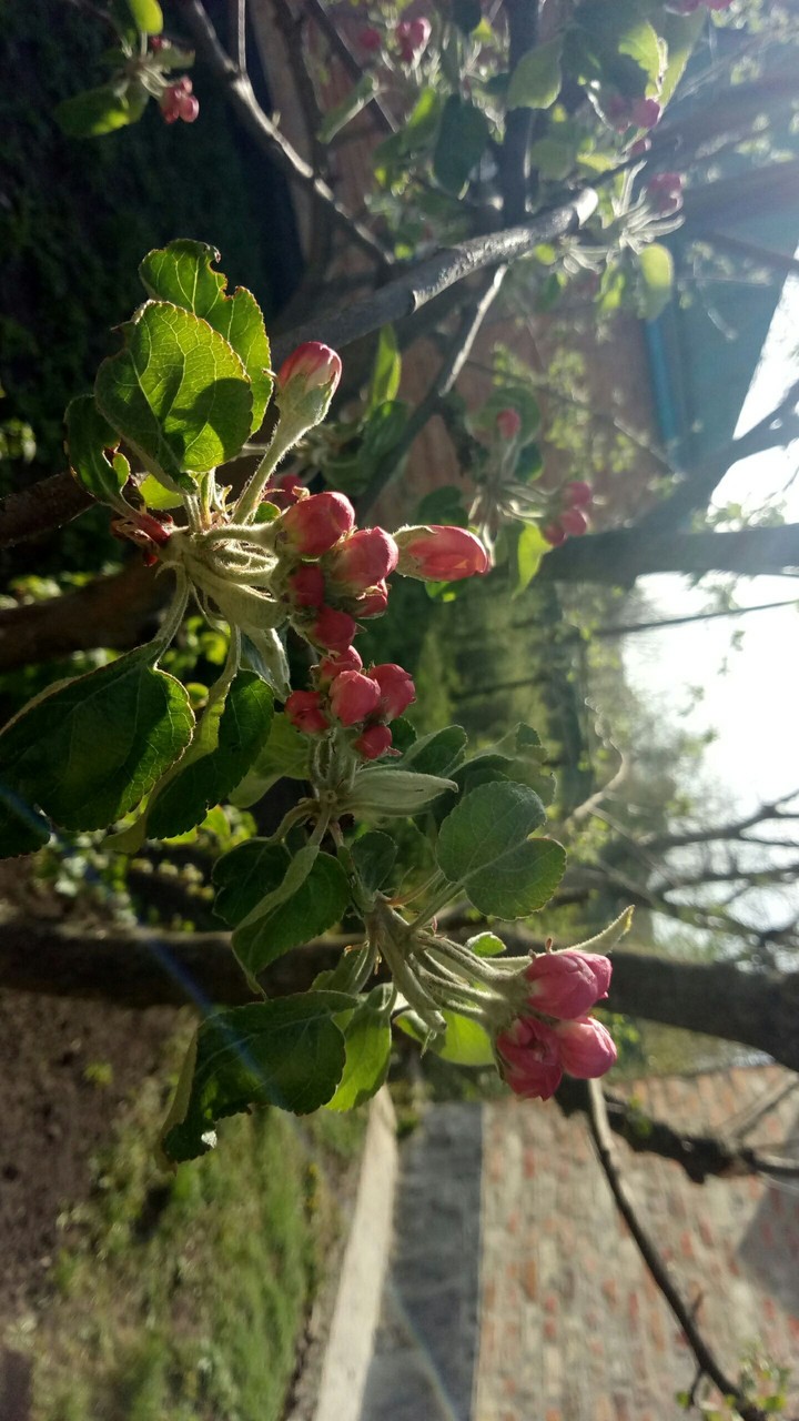 flowers