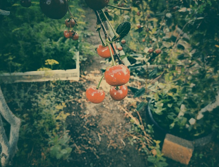 cherry