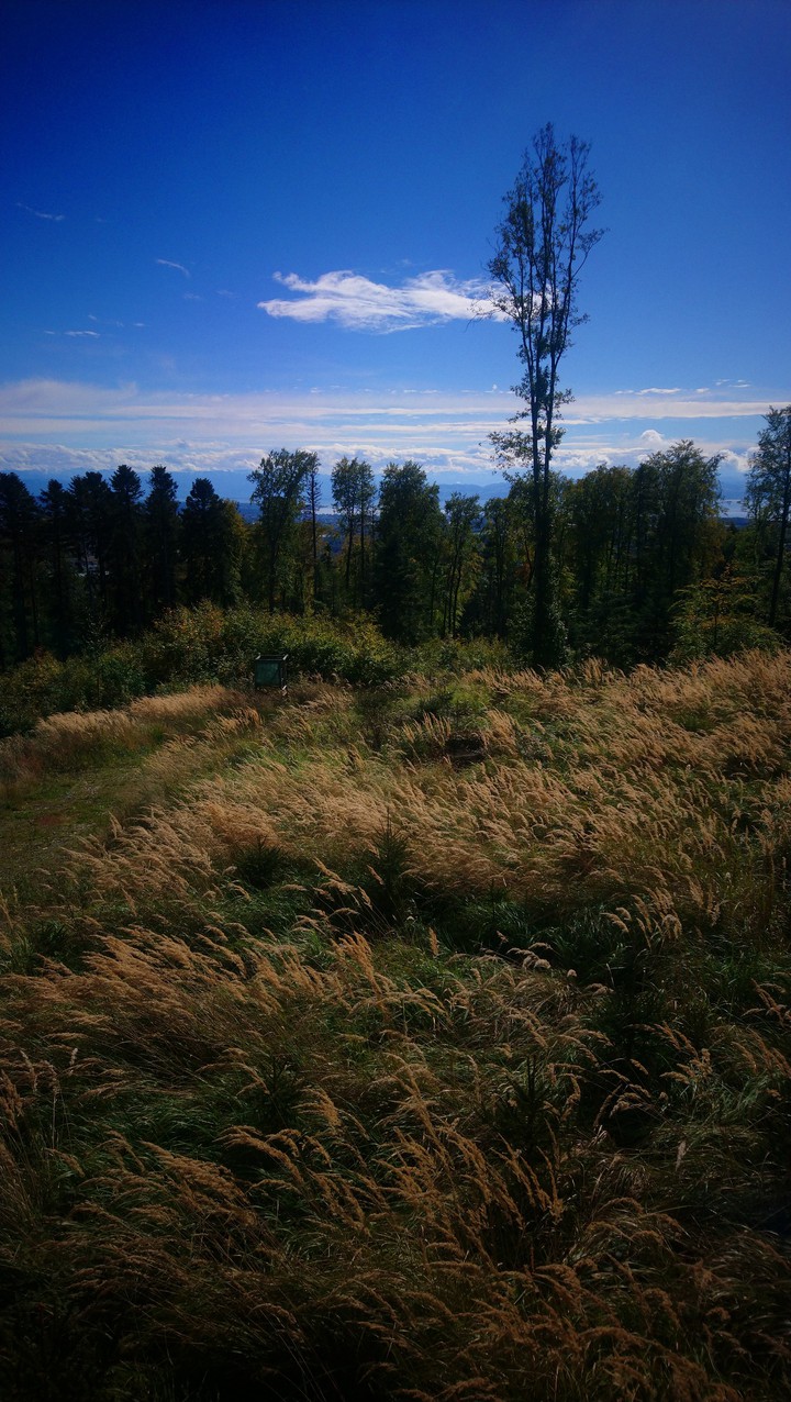 Woods
