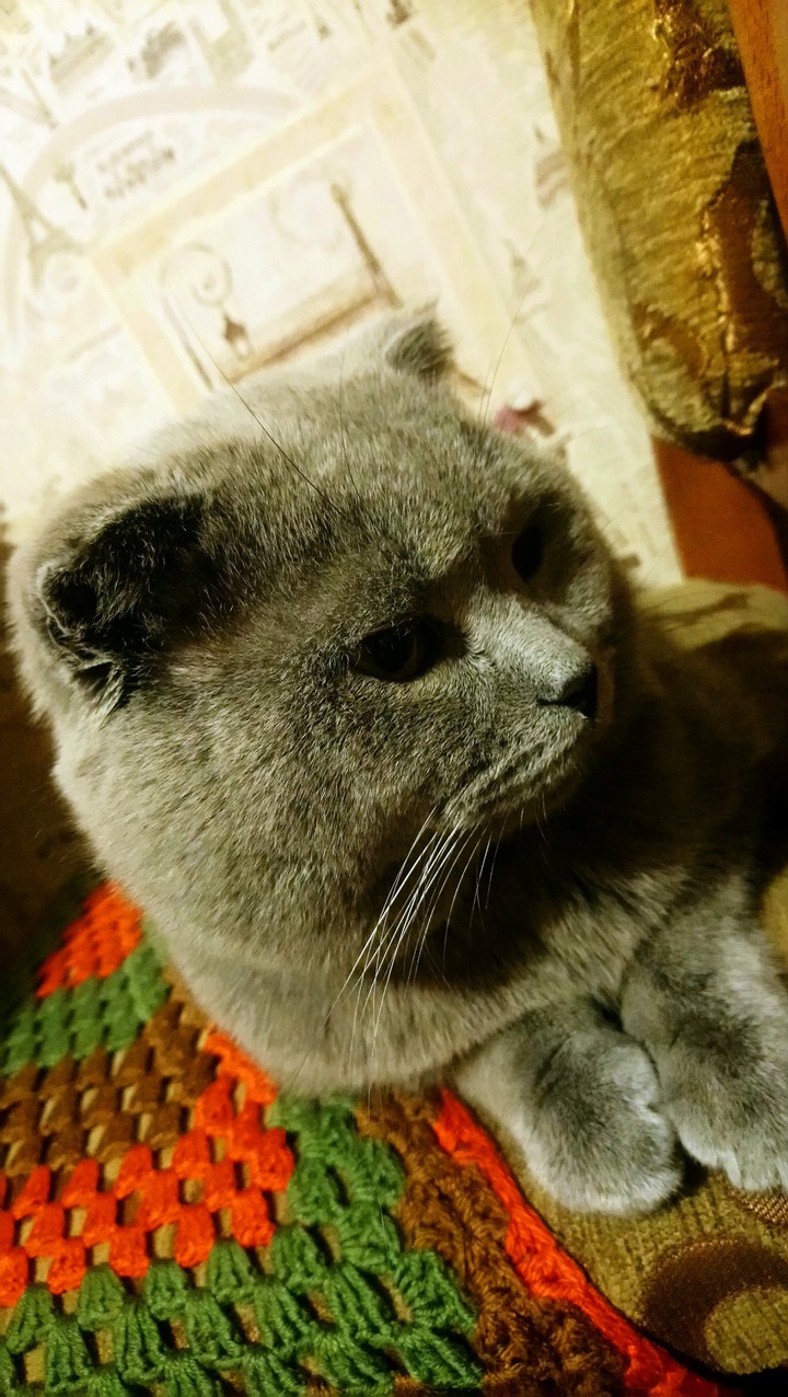 кот