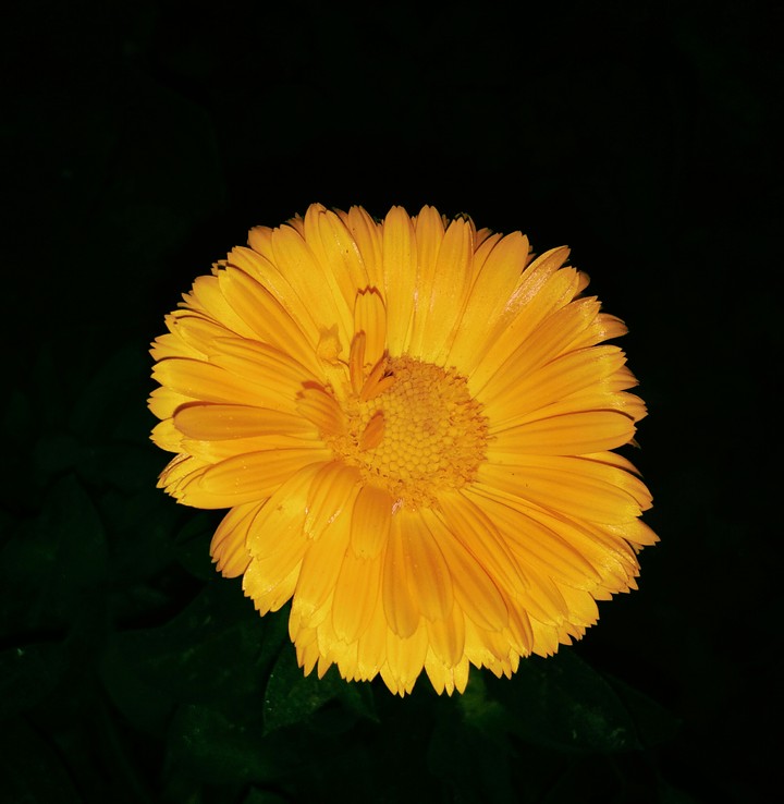 Yellow... ❤❤